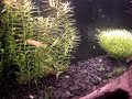 F. gardneri Lafia Gold