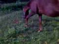 videos de striker pica 001.3gp