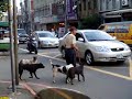 Ancient Asian Dog Man Ancient Asian Dog Man