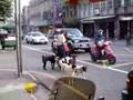 Ancient Asian Dog Man