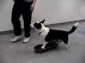 Riley the Skateboarding Cardigan Welsh Corgi Dog