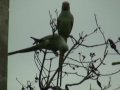 Rose ringed Parakeets (Psittacula krameri) / calling sound
