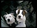 Staffy Bull Terrier Compilation
