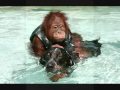 Cãopanheirismo_Bi@che2009_0001.wmv
