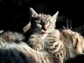 Tiny Tigers