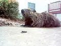 woodchuck chucked in my pool