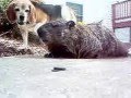 woodchuck chucked in my pool