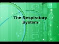 Respiratory Anatomy