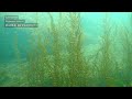 Spring Seaweeds in Howe Sound