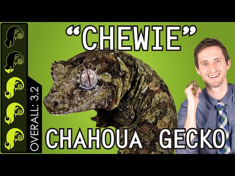 YouTube reptile video