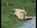 Transhumance