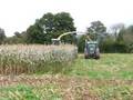 Krone 650 chopping maize