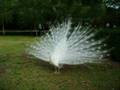 Dancing Peacock in Leeds Castle