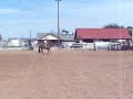 Kayto - Peruvian Paso Gelding SuperGentleHorses.com Kayto - Peruvian Paso Gelding SuperGentleHorses.com