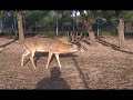 Bullwinkle