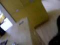 Braco Alemán de Pelo Duro video