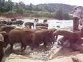 Elephant bathing time