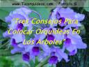 http//www.tusorquideas.com Las orquideas son plantas generalmente epifitas, por lo que crecen muy bien sobre la superficie de los arboles del jardin. Toma nota de los consejos de este video, para que coloques orquideas en los arboles de tu jardin, consiguiendo que produzcan flores y raíces como tu esperas.