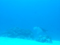 Manta Dive in Palau