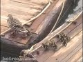 -cutest-baby-ducks-in-nyc-mothers-day.html