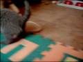 videos de britse korthaar kittens