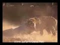 Tiger Attack to Manken (Safari Videos) Tiger Attack to Manken (Safari Videos)