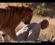 Tiger Attack to Manken (Safari Videos)