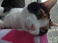 おもしろい猫 - .