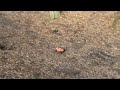 Flux jumps