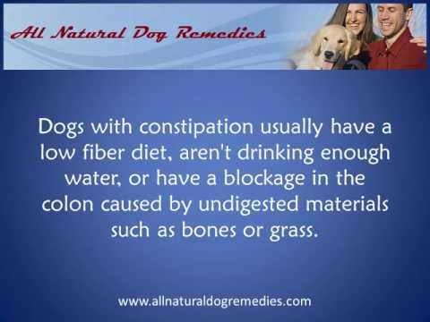 how to treat dog constipation