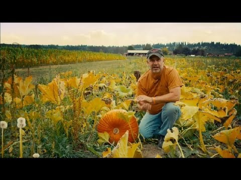 how to grow your own pumpkin patch