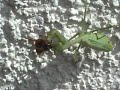 Praying Mantis - Eating a wasp/bee head first Praying Mantis - Eating a wasp/bee head first
