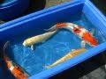 Koi Harvest 2009 - Lotus Land Koi Farm