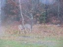 Deer Fighting Deer Fighting