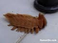 Weird bug Weird bug