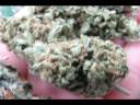 A video of 4 different types of awesome dank. Master OG Kush,Trainwreck,Sour Diesel and Bubba Kush. Thanks for watching... bigtomscience