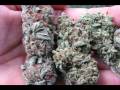 MASTER O.G KUSH ~ TRAINWRECK ~ SOUR DIESEL ~ BUBBA KUSH