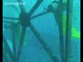 Mobile fish farms could soon navigate the oceans