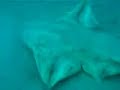 Engelshaie /Angelsharks - Fuerteventura