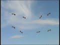 Team FLIC - 8 revolution kites routine - Berck 2008