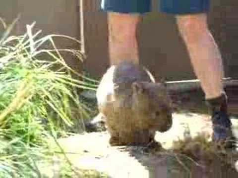 Wombat