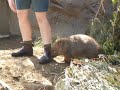Wombat