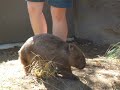 petit wombat tout con de Taronga, Australie