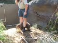 Wombat