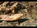 videos de Snakes of PA: Northern Copperhead - timesleader.com
