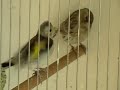Darrrrek - Breeding carduelis major young