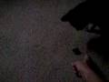 videos de Cat Plays Fetch
