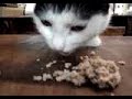 Mimi comendo Atum...