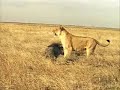 Why Loin Don\