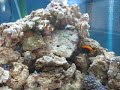 Início de montagem de mini reef  em aquário cubo: Março 2009 